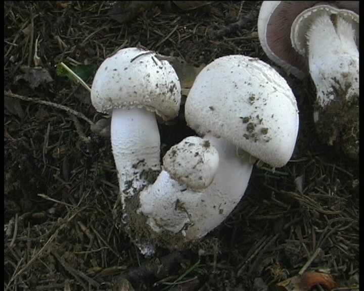 Agaricus benesii   (Pilat)  Singer